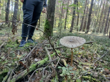 Wycieczka mieszkańców do lasu.